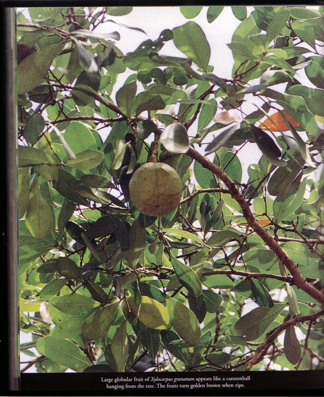 Mangroves of Terengganu - aus dem Buch